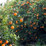 Марокко утроило поставки фруктов и овощей в Россию на фоне продэмбарго